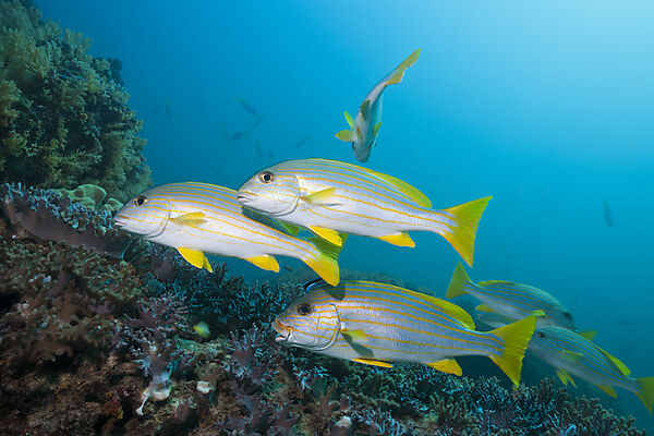 Celebes Sweetlips