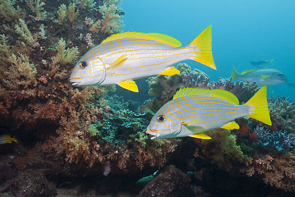 Celebes Sweetlips
