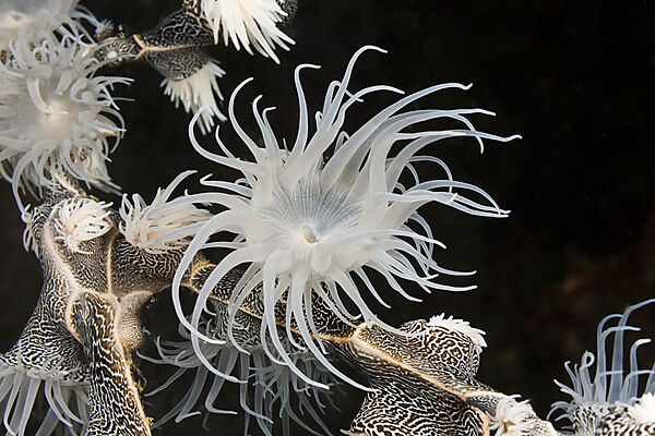 Colonising Anemone