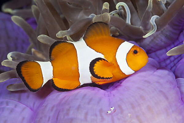 Orange-Ringel-Anemonenfisch