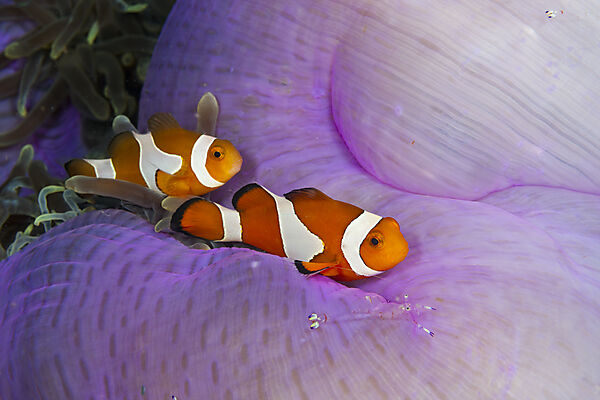 Orange-Ringel-Anemonenfisch