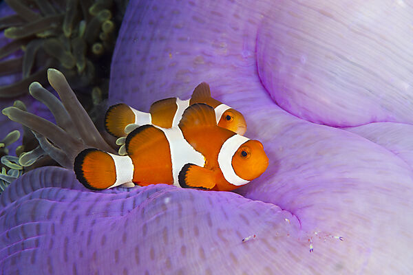 Orange-Ringel-Anemonenfisch