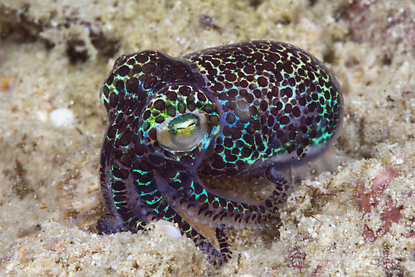 Berrys Bobtail Cuttlefish