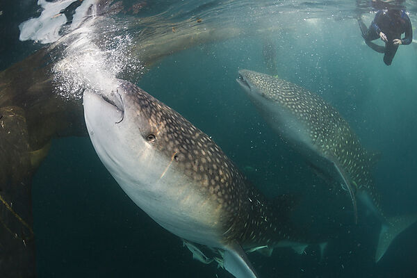 Feeding Whale Shark