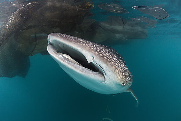 Whale Shark under Fishing Platform