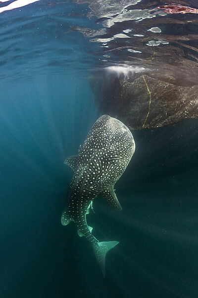 Feeding Whale Shark