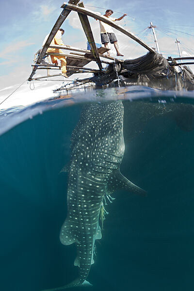 Fisherman feeds Whale Shark