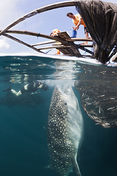 Fisherman feeds Whale Shark