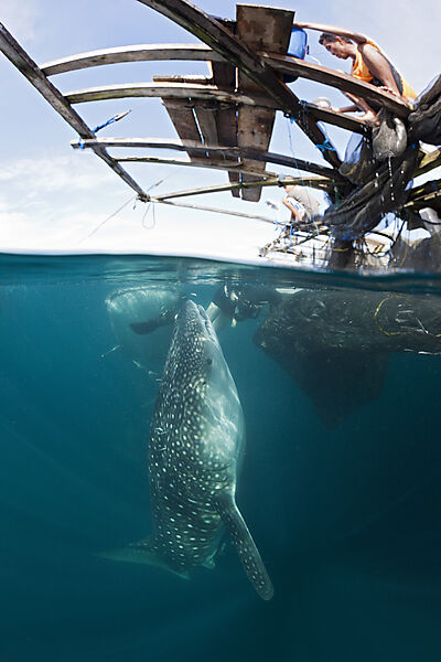 Fisherman feeds Whale Shark