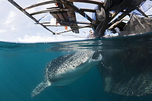 Fisherman feeds Whale Shark