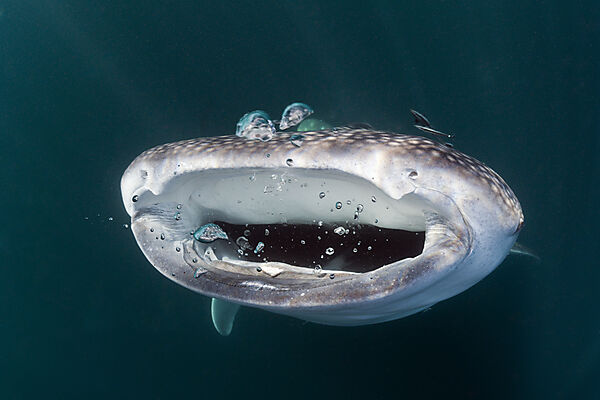 Feeding Whale Shark