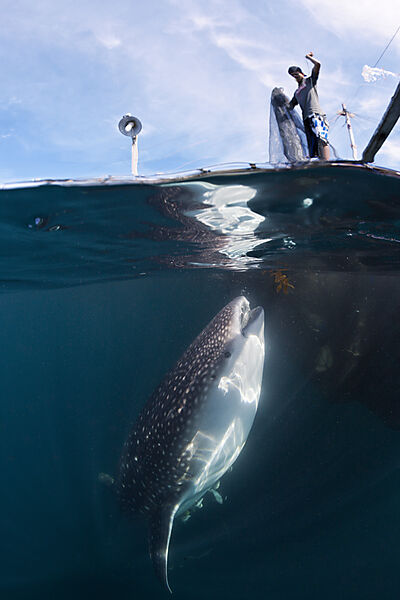 Fisherman feeds Whale Shark