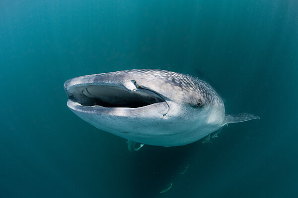 Whale Shark