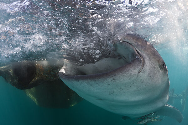 Feeding Whale Shark