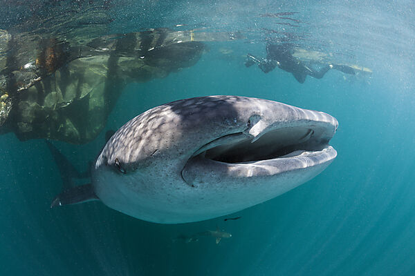 Whale Shark under Fishing Platform