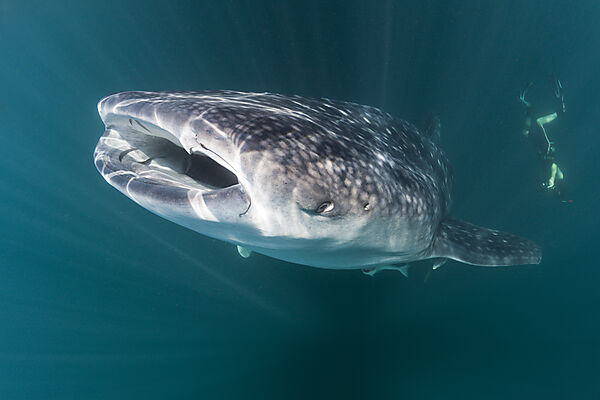 Whale Shark