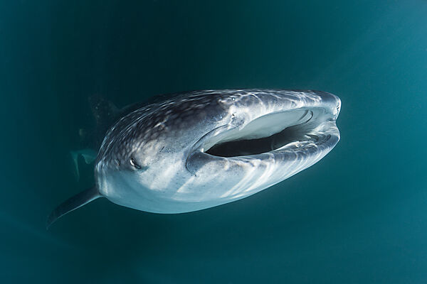 Whale Shark