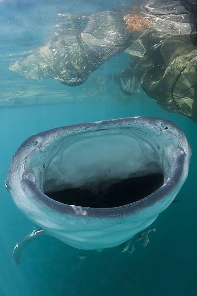 Feeding Whale Shark