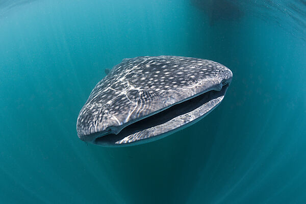 Whale Shark