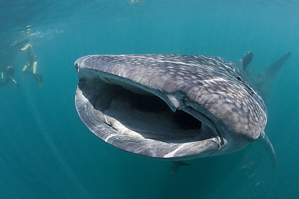 Whale Shark