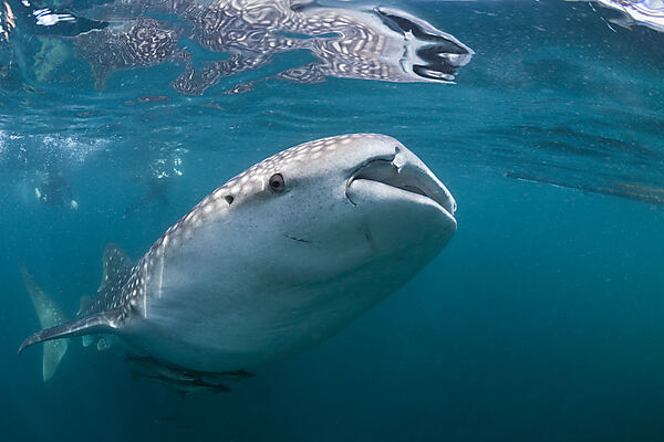 Whale Shark