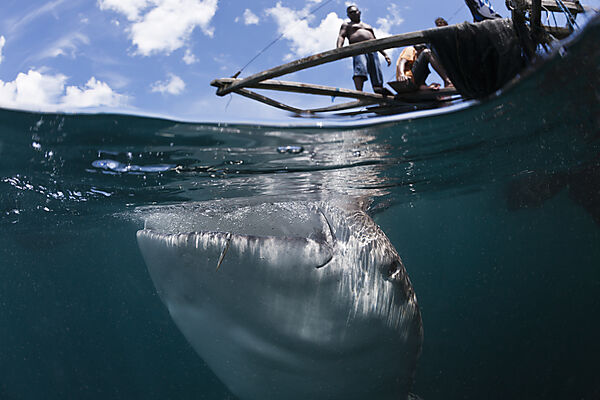 Fisherman feeds Whale Shark