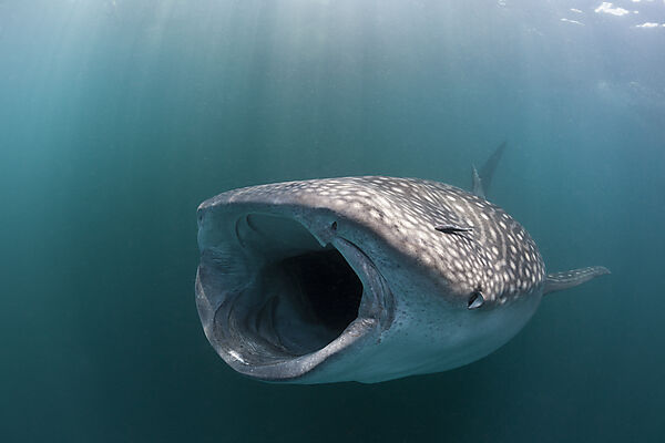 Feeding Whale Shark