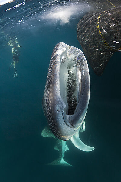 Feeding Whale Shark