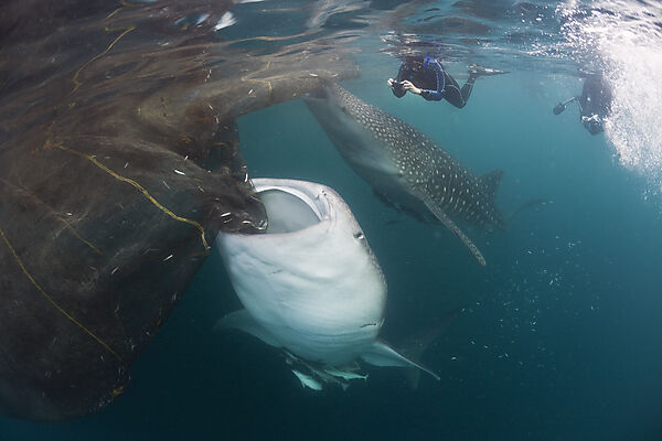 Feeding Whale Shark