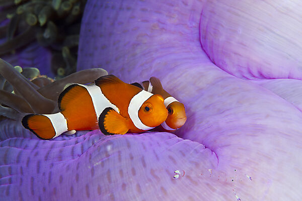 Orange-Ringel-Anemonenfisch