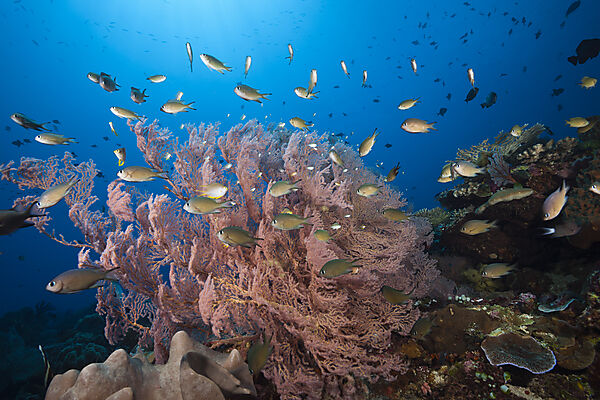 Chromis vor Gorgonie
