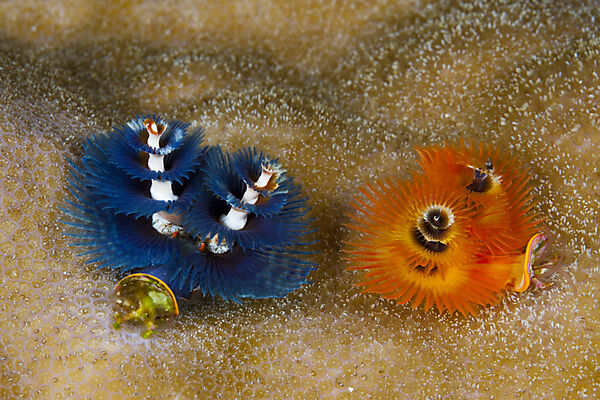 Colored Christmas Tree Worm