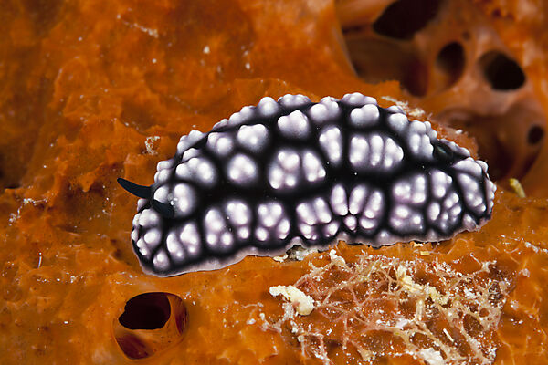 Warty Nurdibranch