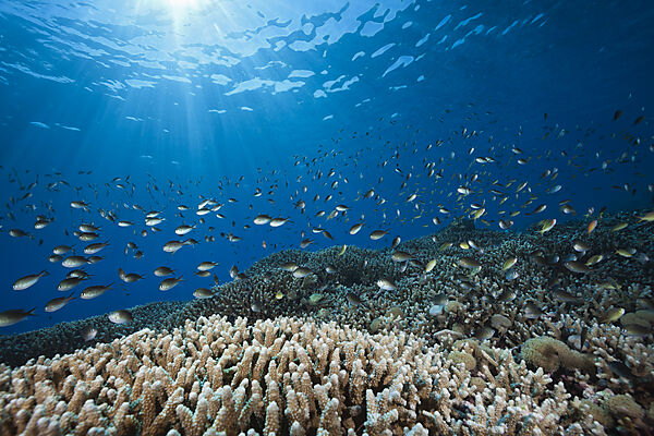 Chromis ueber Korallenriff