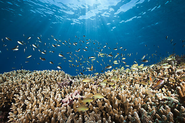 Chromis ueber Korallenriff