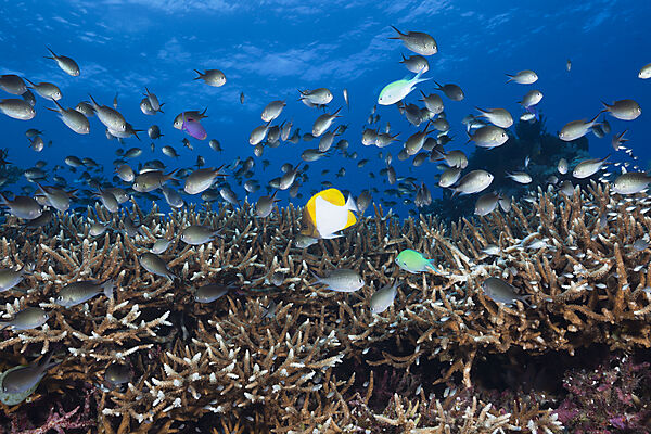 Chromis ueber Korallenriff