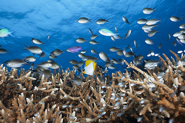 Chromis ueber Korallenriff