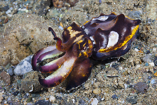 Pfeffers Flammensepie, Metasepia pfefferi, Ambon, Molukken, Indonesien