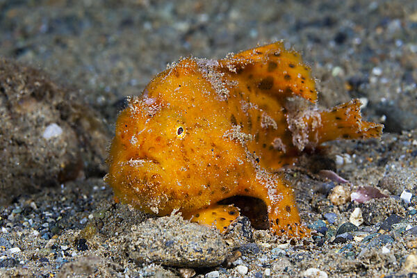 Orangener Rundflecken-Anglerfisch, Antennarius pictus, Ambon, Molukken, Indonesien