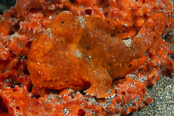 Orangene Rundflecken-Anglerfische, Antennarius pictus, Ambon, Molukken, Indonesien