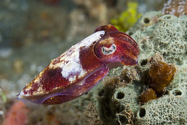 Kleine Sepie, Sepia sp., Ambon, Molukken, Indonesien