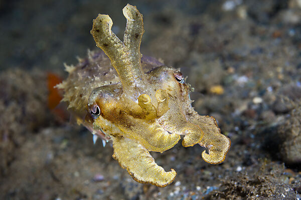 Kleine Sepie, Sepia sp., Ambon, Molukken, Indonesien