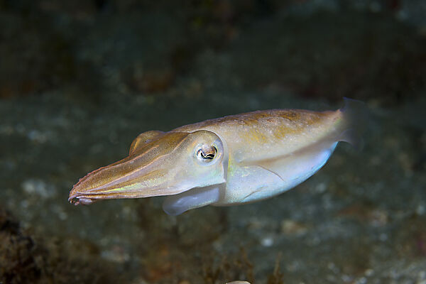 Kleine Sepie, Sepia sp., Ambon, Molukken, Indonesien