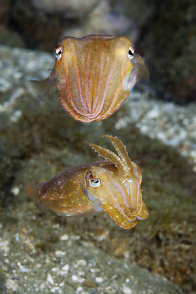 Sepien Paarungstanz, Sepia sp., Ambon, Molukken, Indonesien