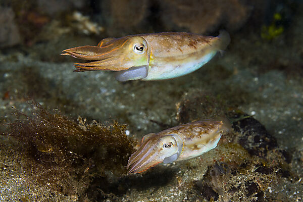 Sepien Paarungstanz, Sepia sp., Ambon, Molukken, Indonesien