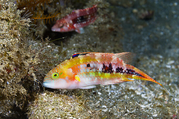 Kometstreif-Lippfisch, Cheilinus bimaculatus, Ambon, Molukken, Indonesien