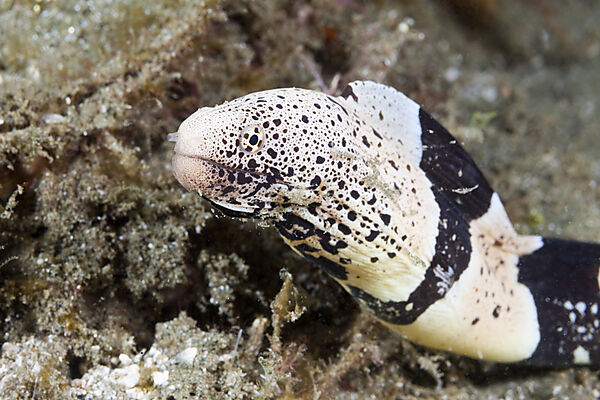 Gebaenderte Muraene, Gymnothorax chlamydatus, Ambon, Molukken, Indonesien