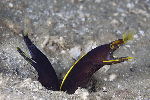 Zwei juvenile Geister-Muraenen, Rhinomuraena quaesita, Ambon, Molukken, Indonesien