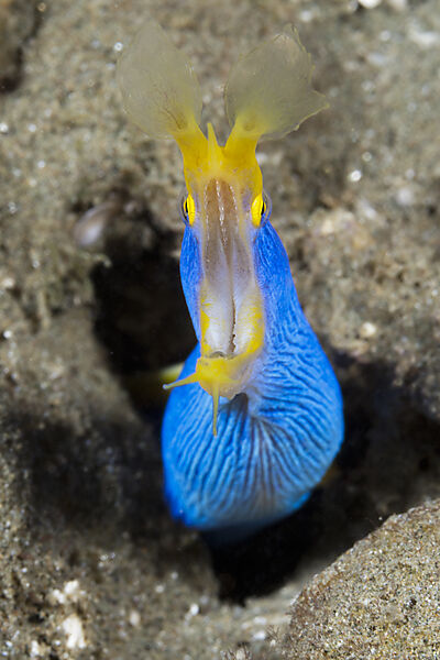 Geister-Muraene, Rhinomuraena quaesita, Ambon, Molukken, Indonesien