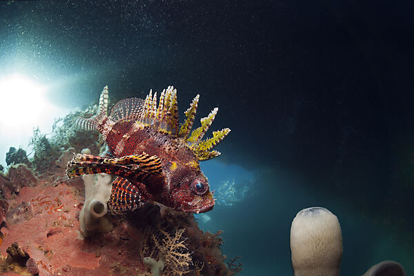 Kurzflossen-Zwergfeuerfisch unter BootsSteg, Mole, Pier, anlegesteg, Dendrochirus brachypterus, Ambon, Molukken, Indonesien